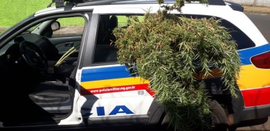 Suspeito é preso com 3 pés de maconha em residência de Uberaba