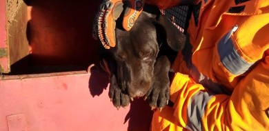 Cães ficam feridos em disputa com ouriço cacheiro