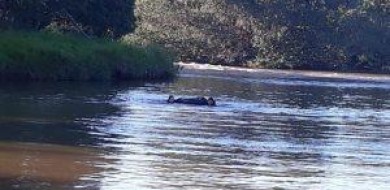 Corpo de mulher é achado em decomposição boiando no Rio Tijuco