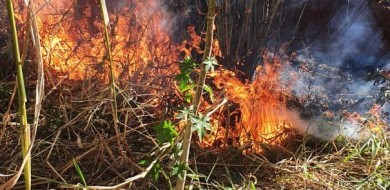 Incêndio florestal atinge 4 hectares de área de preservação em Araguari