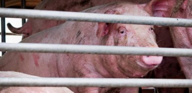 Novo vírus da gripe suína com 'potencial pandêmico' é encontrado na China