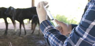 Produtores rurais podem solicitar vacinação contra brucelose
