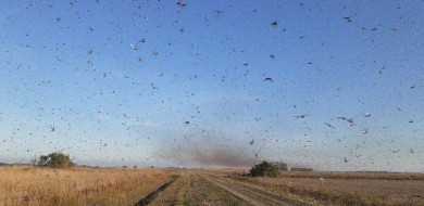 Temperatura próxima de 0ºC deve afastar nuvem de gafanhotos do Brasil