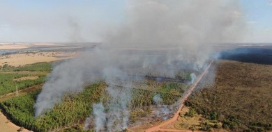 Corpo de Bombeiros combate fogo em área de eucaliptos em Uberlândia
