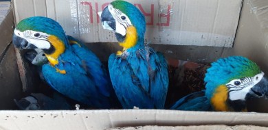 Dezenas de araras são apreendidas em Uberlândia
