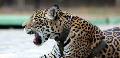 Relatório mostra falhas no combate ao tráfico de animais silvestres