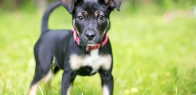Vale realiza adoção virtual de animais resgatados em Brumadinho