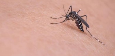 Uberlândia registra 60 casos de dengue em um mês