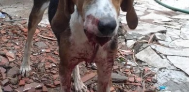Homem é preso ao agredir cachorro do vizinho em chácara de Uberlândia