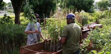 Horto intensifica doação de mudas no tempo chuvoso