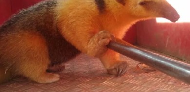 Corpo de Bombeiros resgata tamanduá na área urbana de Uberlândia