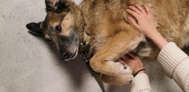 Como calcular a idade de um cão?