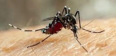Uberlândia tem mais duas mortes causadas pela dengue