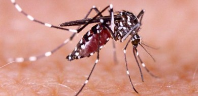 Dengue: Uberlândia confirma 7ª morte pela doença; Uberaba chega a 5 óbitos