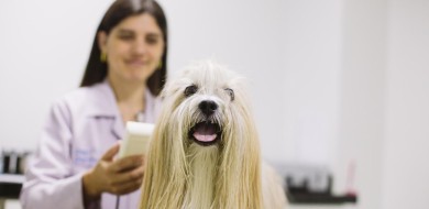 Nanotecnologia: inovação para controle da dermatite atópica canina