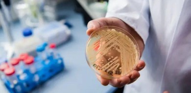 Superfungo: especialistas explicam alcance e riscos do Candida auris