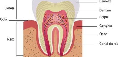 Reabsorção radicular - CEDDRO Radiologia e Tomografia Digital