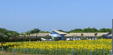 Veja como agendar visita ao campo de girassóis na BR-050 em Uberaba