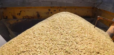 Tribunal suspende liminar que impedia leilão de arroz do governo federal