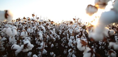 Mês do Algodão: Brasil segue líder em exportação e produção sustentável